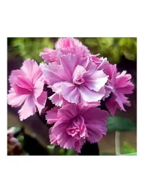 Rosa lilla pc 1544 - carnation selection young plant H. 10 cm Carnation / Garofano - Azienda Agricola Di Giorgio Antonio Ss