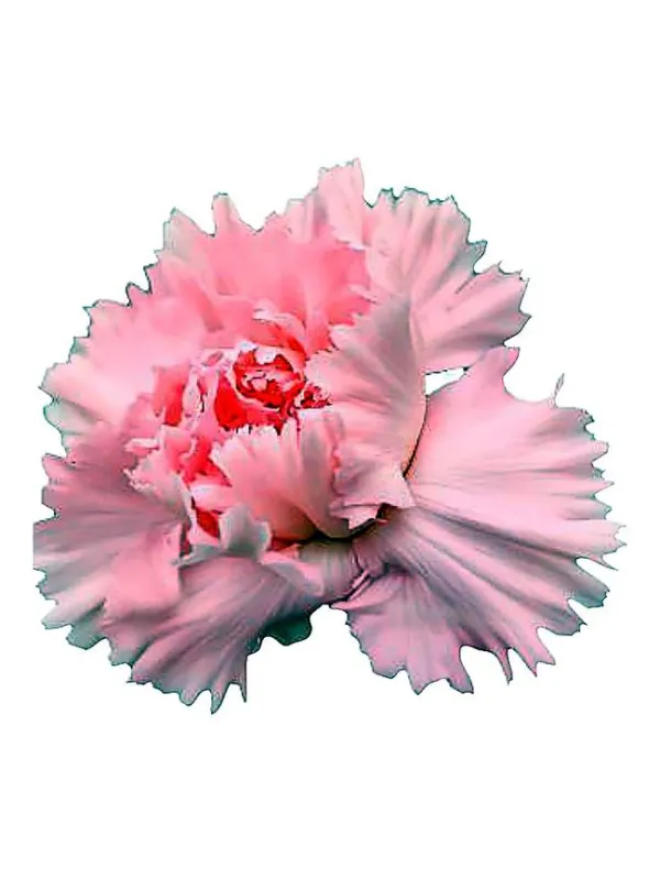475 np 475 - standard carnation young plant H. 10 cm Carnation / Garofano - Azienda Agricola Di Giorgio Antonio Ss