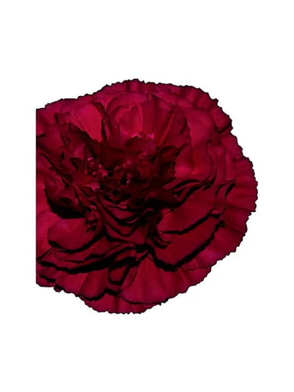 Aglianico gh 576 - standard carnation young plant H. 10 cm Carnation / Garofano - Azienda Agricola Di Giorgio Antonio Ss