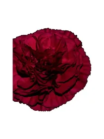 Aglianico gh 576 - standard carnation young plant H. 10 cm Carnation / Garofano - Azienda Agricola Di Giorgio Antonio Ss