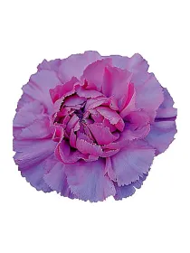 Akela jk 294 - standard carnation young plant H. 10 cm Carnation / Garofano - Azienda Agricola Di Giorgio Antonio Ss