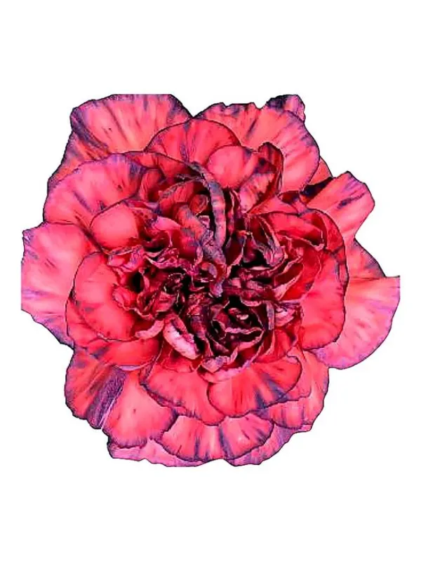 Akemi bc 876 - standard carnation young plant H. 10 cm Carnation / Garofano - Azienda Agricola Di Giorgio Antonio Ss