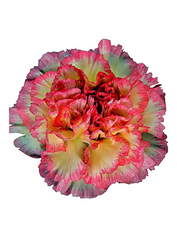 Akira m 60 - standard carnation young plant H. 10 cm Carnation / Garofano - Azienda Agricola Di Giorgio Antonio Ss