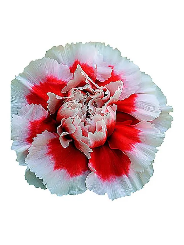 Aprica qr 358 - standard carnation young plant H. 10 cm Carnation / Garofano - Azienda Agricola Di Giorgio Antonio Ss