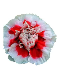 Aprica qr 358 - standard carnation young plant H. 10 cm Carnation / Garofano - Azienda Agricola Di Giorgio Antonio Ss