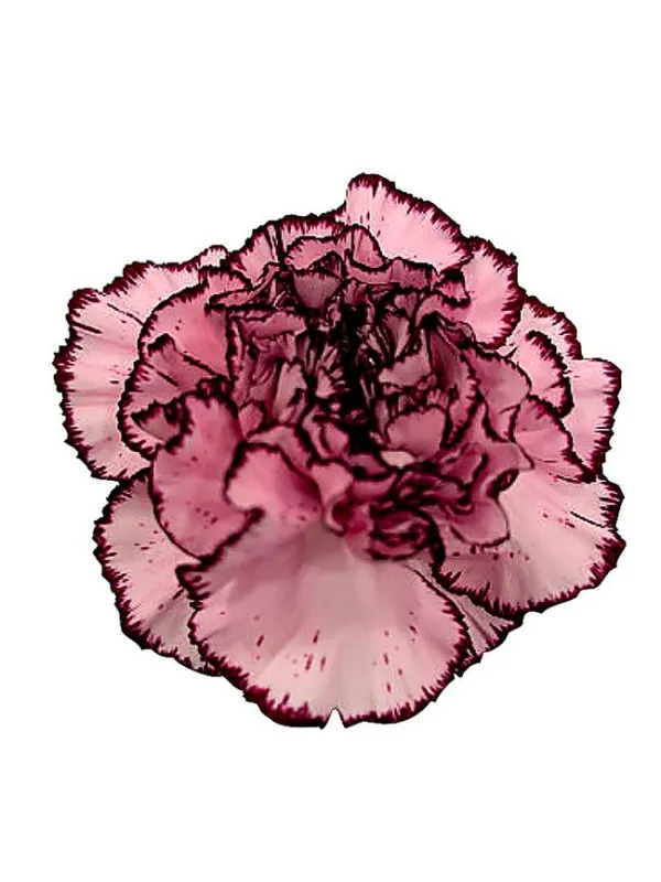 Arrow rs 735 - standard carnation young plant H. 10 cm Carnation / Garofano - Azienda Agricola Di Giorgio Antonio Ss