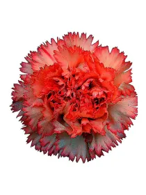 Ateca arancio - standard carnation young plant H. 10 cm Carnation / Garofano - Azienda Agricola Di Giorgio Antonio Ss