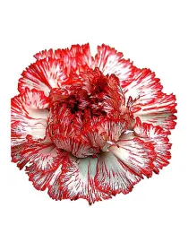Ateca fb - standard carnation young plant H. 10 cm Carnation / Garofano - Azienda Agricola Di Giorgio Antonio Ss