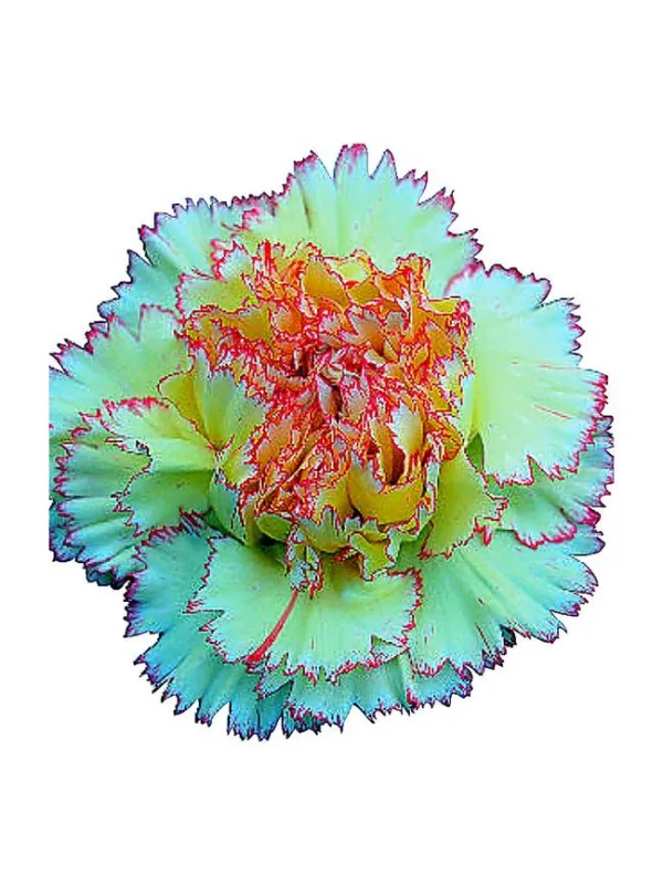 Ateca fg fg 69 - standard carnation young plant H. 10 cm Carnation / Garofano - Azienda Agricola Di Giorgio Antonio Ss