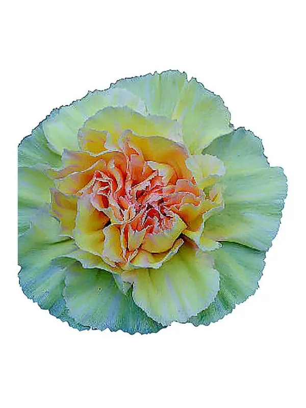Bactra - standard carnation young plant H. 10 cm Carnation / Garofano - Azienda Agricola Di Giorgio Antonio Ss