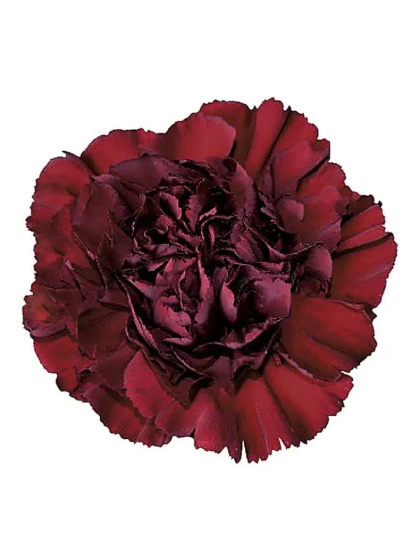 Berg fg 49 - standard carnation young plant H. 10 cm Carnation / Garofano - Azienda Agricola Di Giorgio Antonio Ss