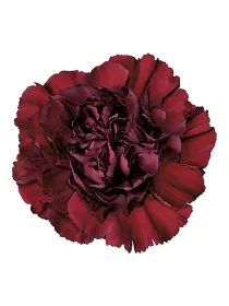 Berg fg 49 - standard carnation young plant H. 10 cm Carnation / Garofano - Azienda Agricola Di Giorgio Antonio Ss