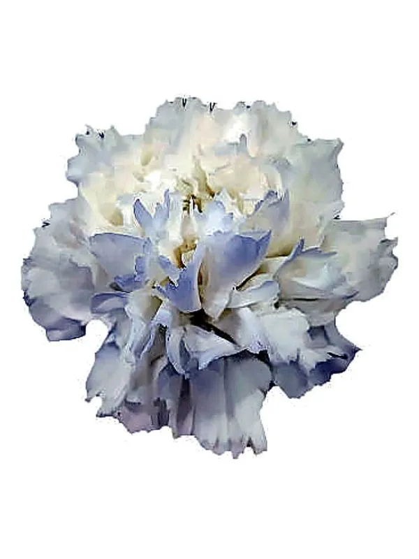 Bianco pq 195 - standard carnation young plant H. 10 cm Carnation / Garofano - Azienda Agricola Di Giorgio Antonio Ss