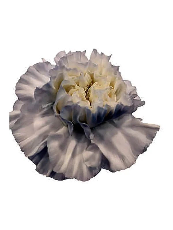 Bianco qr 433 - standard carnation young plant H. 10 cm Carnation / Garofano - Azienda Agricola Di Giorgio Antonio Ss
