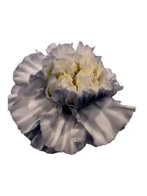 Bianco qr 433 - standard carnation young plant H. 10 cm Carnation / Garofano - Azienda Agricola Di Giorgio Antonio Ss