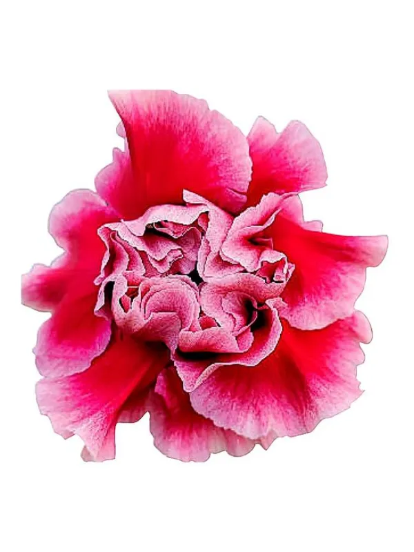 Bochum pq 637 - standard carnation young plant H. 10 cm Carnation / Garofano - Azienda Agricola Di Giorgio Antonio Ss