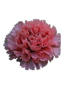Chevin hj 195 - standard carnation young plant H. 10 cm Carnation / Garofano - Azienda Agricola Di Giorgio Antonio Ss