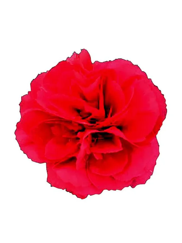 Clam de 744 - standard carnation young plant H. 10 cm Carnation / Garofano - Azienda Agricola Di Giorgio Antonio Ss