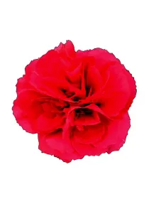 Clam de 744 - standard carnation young plant H. 10 cm Carnation / Garofano - Azienda Agricola Di Giorgio Antonio Ss