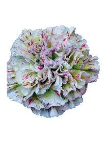 Cover fg 60 - standard carnation young plant H. 10 cm Carnation / Garofano - Azienda Agricola Di Giorgio Antonio Ss