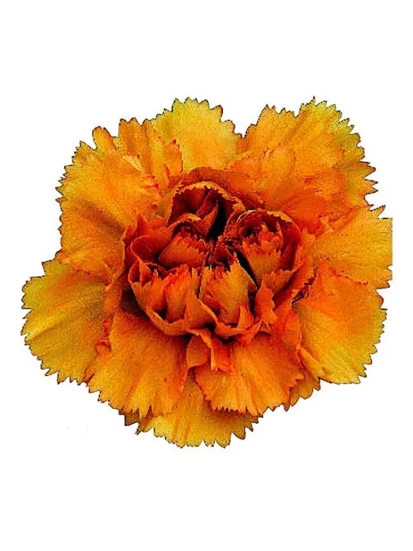 Dafne z 370 - standard carnation young plant H. 10 cm Carnation / Garofano - Azienda Agricola Di Giorgio Antonio Ss
