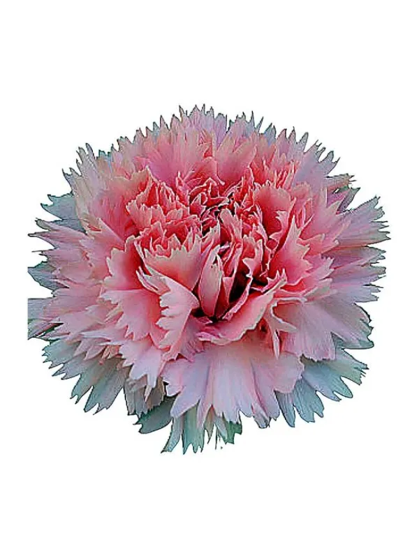 Durres gh 576 - standard carnation young plant H. 10 cm Carnation / Garofano - Azienda Agricola Di Giorgio Antonio Ss