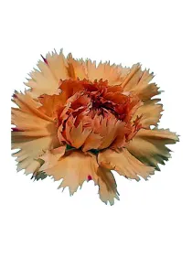 Enjoy pq 697 - standard carnation young plant H. 10 cm Carnation / Garofano - Azienda Agricola Di Giorgio Antonio Ss