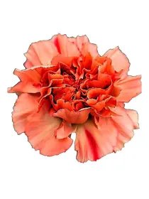 Extravaganza qr 224 - standard carnation young plant H. 10 cm Carnation / Garofano - Azienda Agricola Di Giorgio Antonio Ss