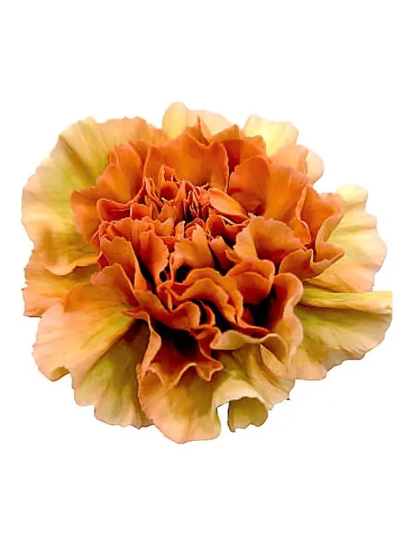 Fma qr 492 - standard carnation young plant H. 10 cm Carnation / Garofano - Azienda Agricola Di Giorgio Antonio Ss