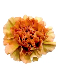 Fma qr 492 - standard carnation young plant H. 10 cm Carnation / Garofano - Azienda Agricola Di Giorgio Antonio Ss