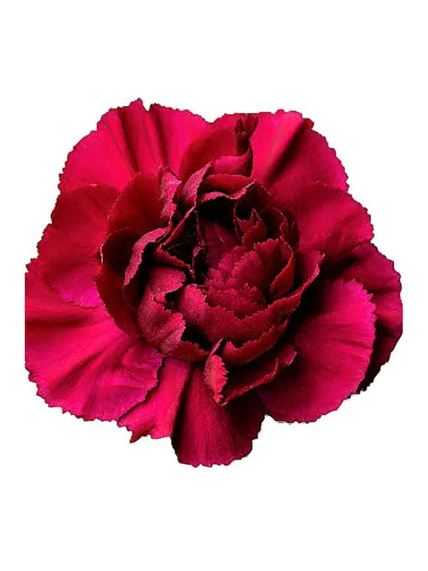 Ghemme jk 520 - standard carnation young plant H. 10 cm Carnation / Garofano - Azienda Agricola Di Giorgio Antonio Ss