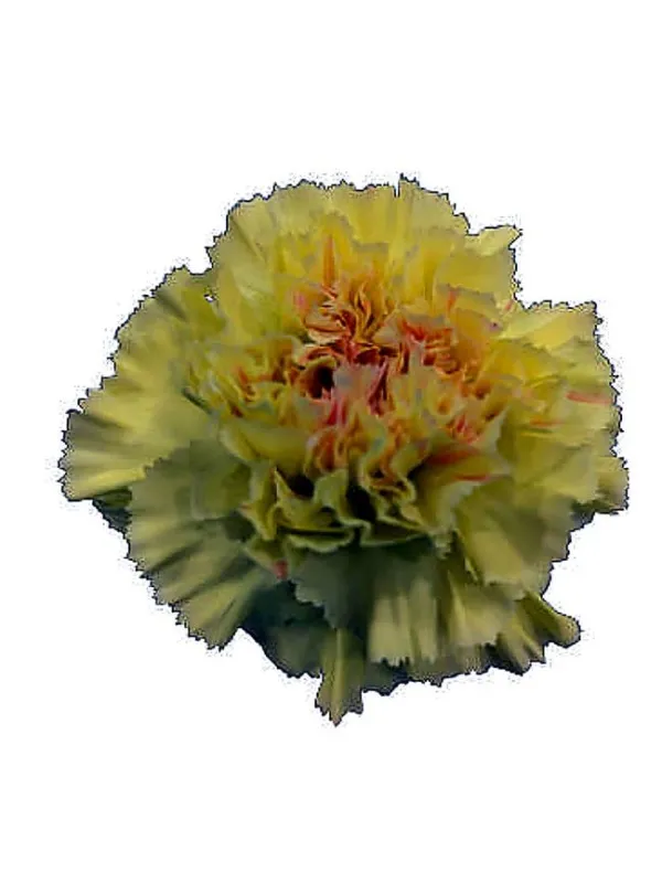 Giallo rs 609 - standard carnation young plant H. 10 cm Carnation / Garofano - Azienda Agricola Di Giorgio Antonio Ss