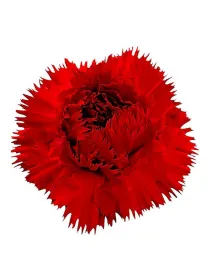 Gil lm 569 - standard carnation young plant H. 10 cm Carnation / Garofano - Azienda Agricola Di Giorgio Antonio Ss