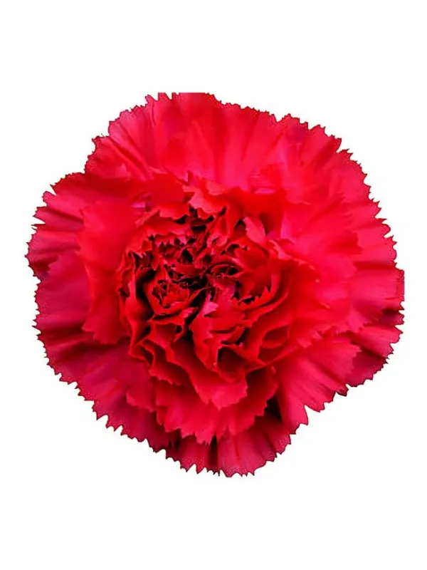 Goopy ciclamino - standard carnation young plant H. 10 cm Carnation / Garofano - Azienda Agricola Di Giorgio Antonio Ss